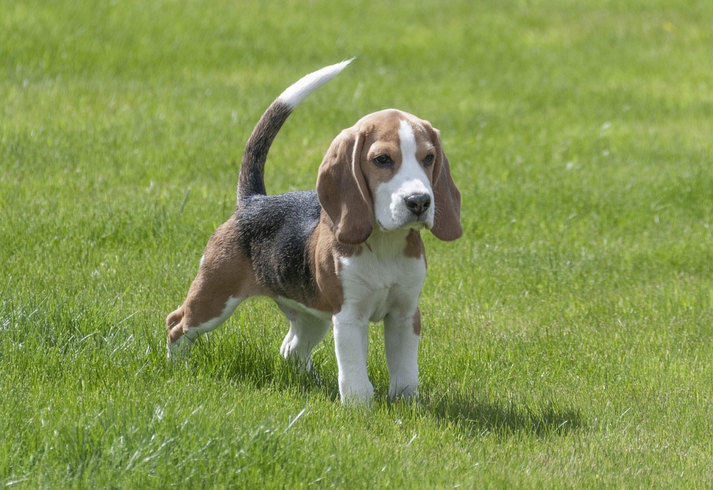 Beagle puppy for sale in Delhi NCR
