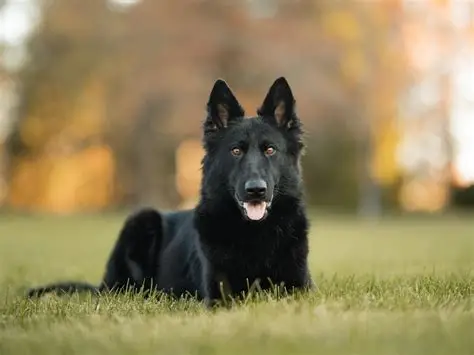 Black German Shepherd puppy for sale in Delhi NCR
