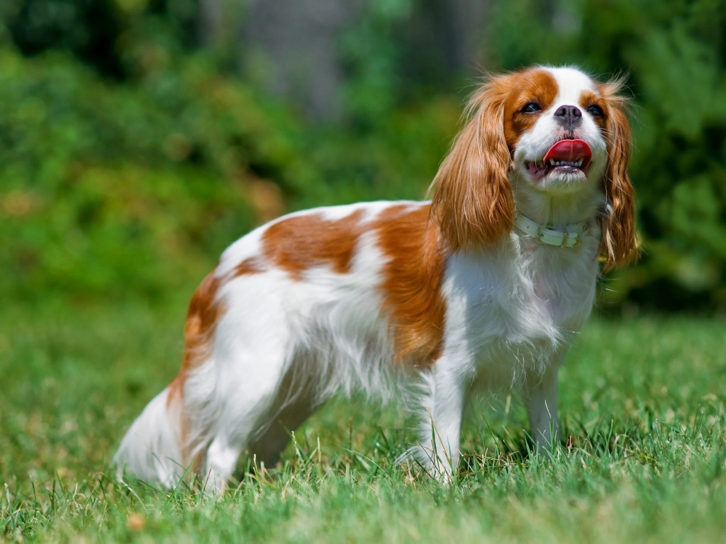 Cavalier King Charles Spaniel puppy for sale in Delhi NCR
