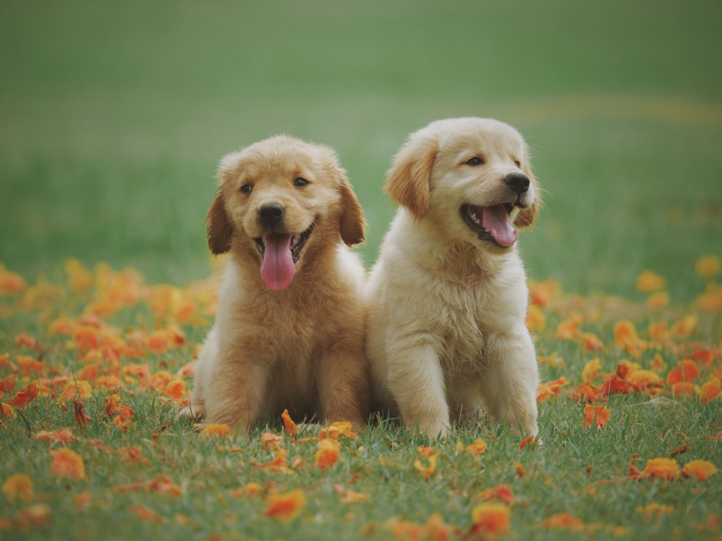 Golden Retriever puppy for sale in Delhi NCR