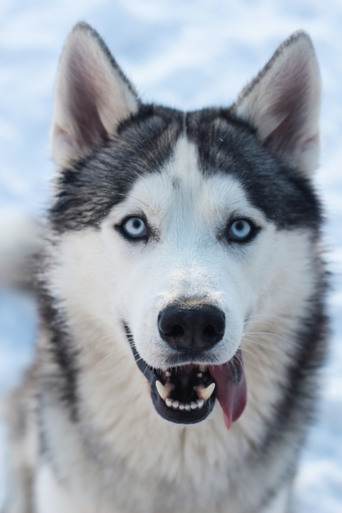Siberian Husky puppy for sale in Delhi NCR