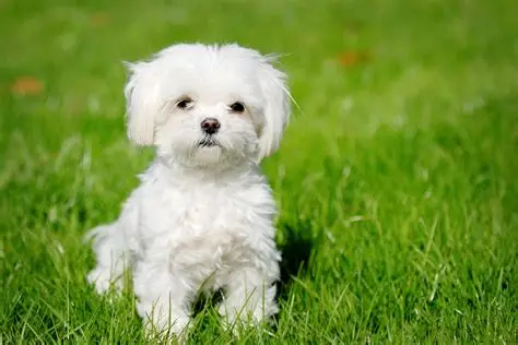 Maltese puppy for sale in Delhi NCR