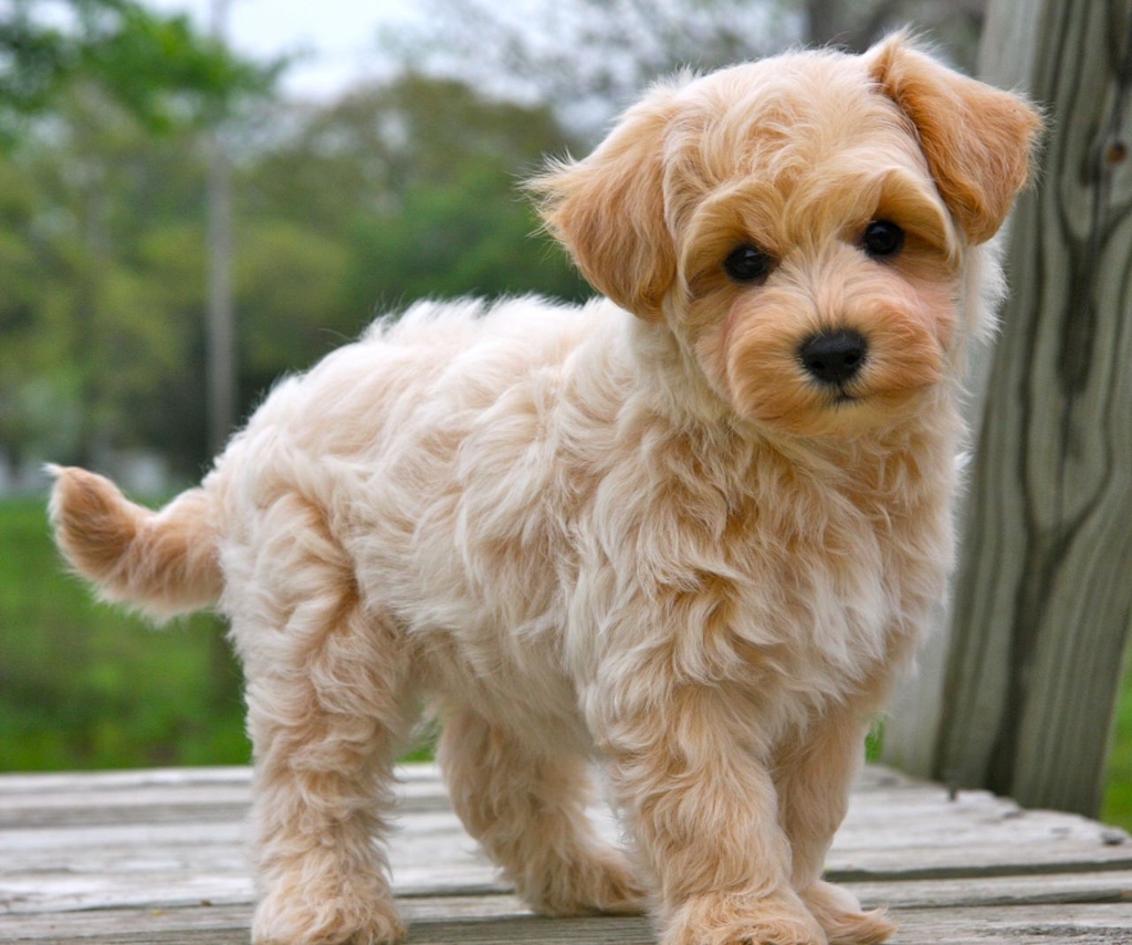 Maltipoo puppy for sale in Delhi NCR