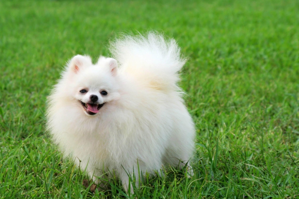 Pomeranian puppy for sale in Delhi NCR